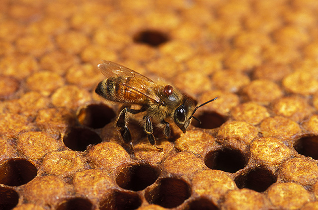 honey bee afflicted with Varroa mites honey bee afflicted with Varroa mites