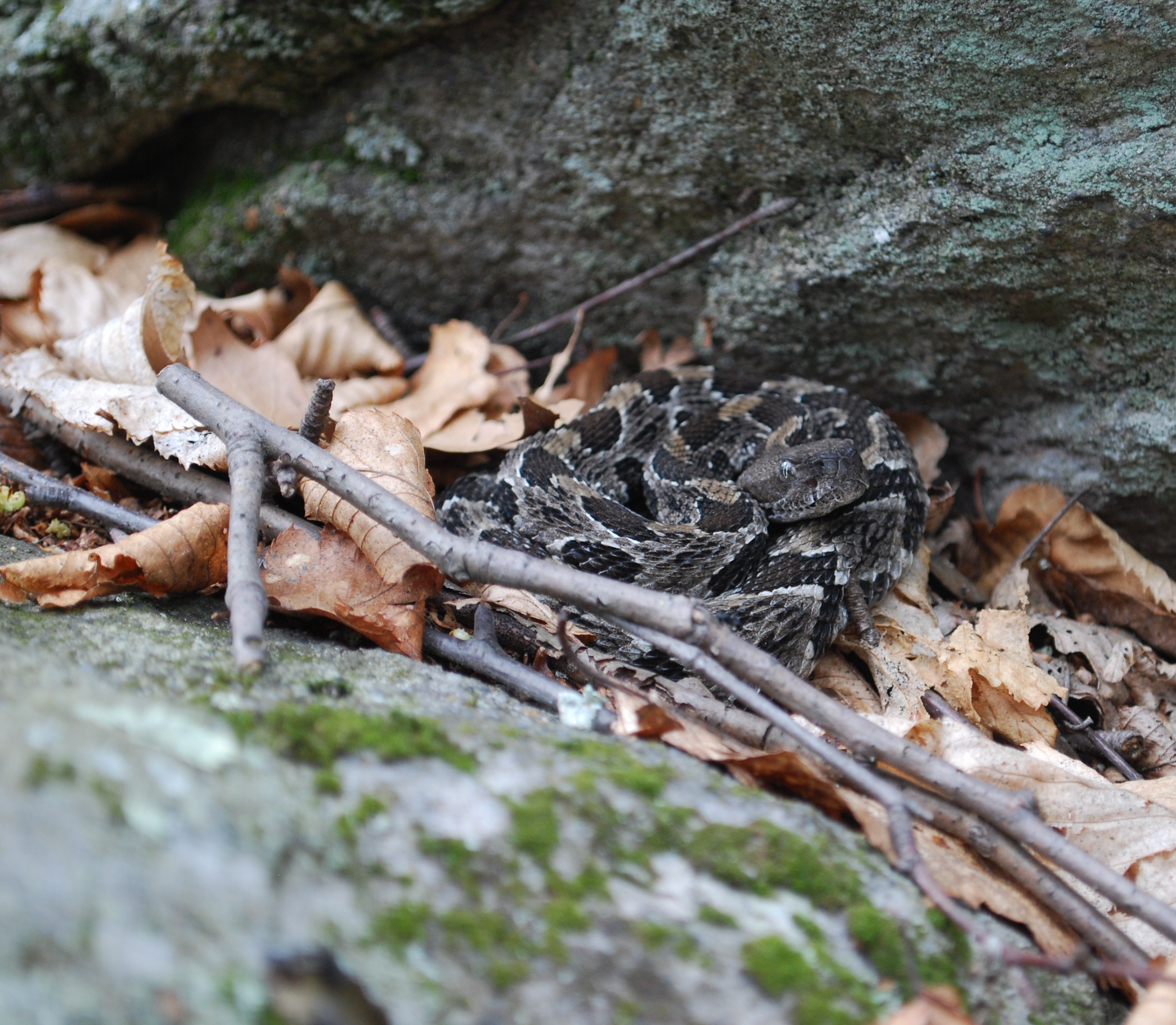 Timber rattlesnake. Credit: Ed Kabay