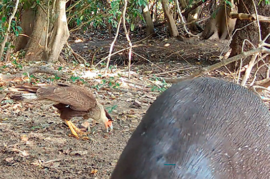 A bird of prey scavenges on the ground behind a large animal in the foreground