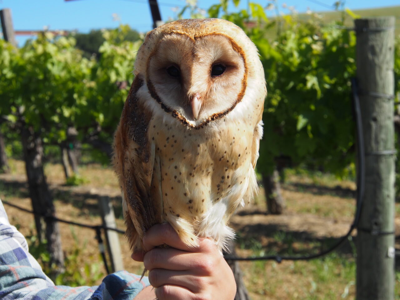 A person holds up a barn owl in front of trellised grape vines.