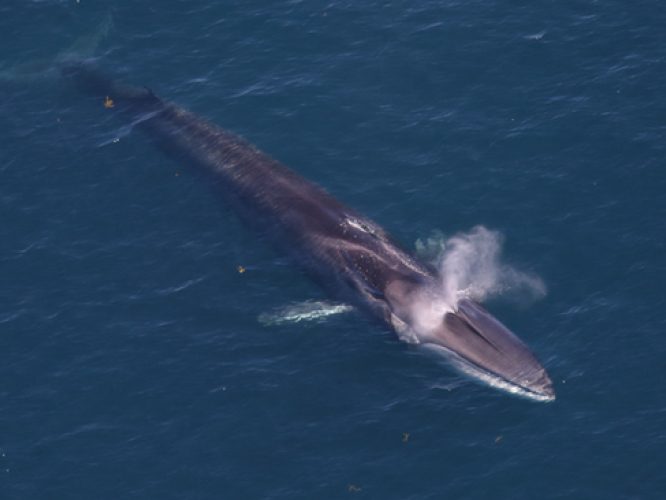 A large whale surfacing in the ocean.